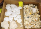SHELLS - PICK UP ONLY