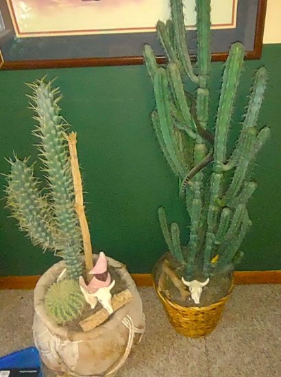 FAUX PLASTIC CACTUS - PICK UP ONLY