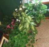 GROUP OF FAUX PLANTS - PICK UP ONLY