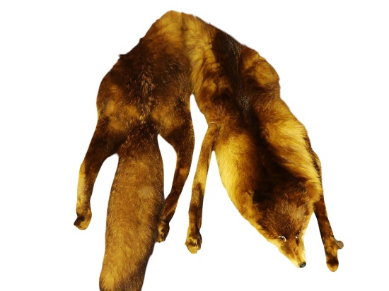 GENUINE VINTAGE FULL FOX STOLE