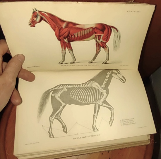 VINTAGE HORSE BOOKS with VET NOTES FOR HORSE OWNERS & HORSE DISEASES