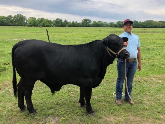 Steer - Terrelle Easterling - Lovelady 4H