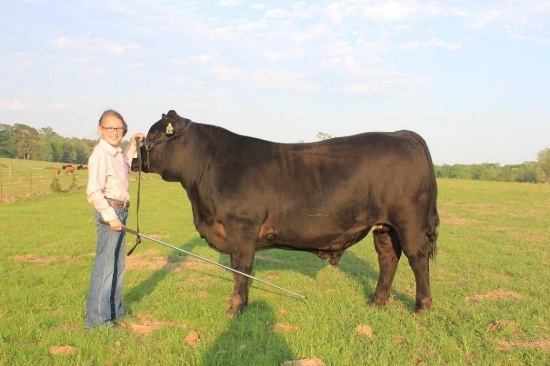 Steer - Laney Smith - Kennard 4H