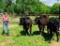Pen of 3 Commercial Heifers - Braxton Hunt - Walker County 4-H