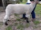 Market Lamb - Colton Flesher - Huntsville FFA