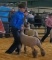 Market Lamb - Jordan Ellisor - New Waverly 4-H