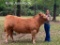 Market Steers - Kylie Portie - Walker County 4-H