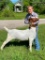 Market Goats - Jayce Wells - Walker County 4-H
