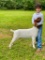 Market Goats - Cody Johnson - New Waverly 4-H