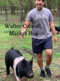 Market Barrows - Walter Colwell - Walker County 4-H