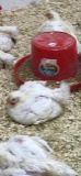 Pen of 3 Broilers - Maxxus Tomczak - New Waverly 4-H