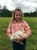 Pen of 3 Broilers - Jaycie Gregory - New Waverly 4-H