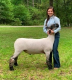 Market Lamb - Kristen Harrell - Huntsville FFA