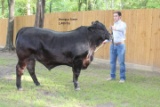 Market Steers - Carson McGinty - Walker County 4-H