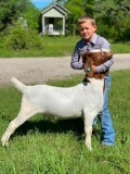 Market Goats - Jayce Wells - Walker County 4-H
