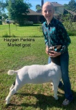 Market Goats - Haygen Perkins - Walker County 4-H