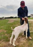 Market Goats - Samuel Hanagriff - Walker County 4-H