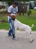 Market Goats - Khamori Ausby - Walker County 4-H