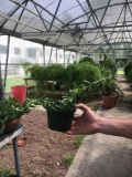 Horticulture - Kristin Roesler - Huntsville FFA