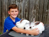 Pen of 3 Rabbits - Bryce Slott - New Waverly 4-H