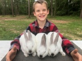 Pen of 3 Rabbits - Tyler McPike - New Waverly 4-H