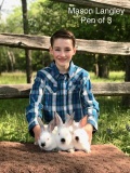 Pen of 3 Rabbits - Mason Langley - Walker County 4-H