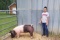 Swine - Anthony Valdez - Plum Grove 4-H