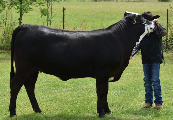 Heifers - Wyatt Parker - Mid County 4-H