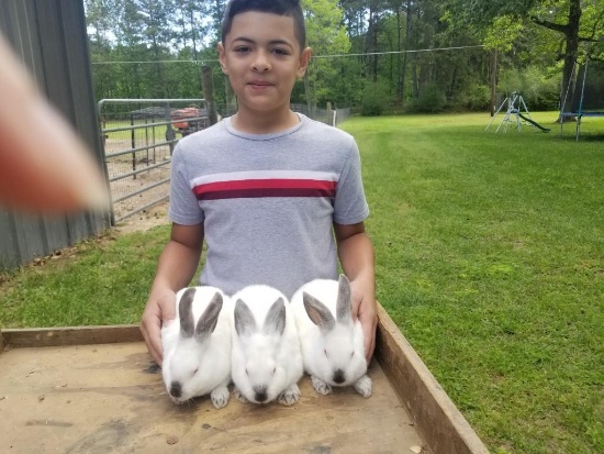 Rabbits - Anthony Valdez - Plum Grove 4-H