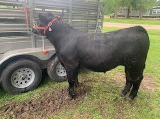 Steers - Callie Banning - Tarkington FFA