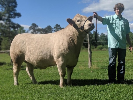 Steers - Ty Tinkle - Hardin 4-H