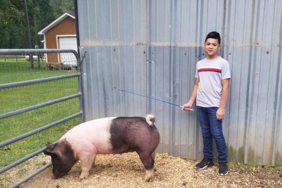 Swine - Anthony Valdez - Plum Grove 4-H