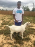 Goats - Trevion Lebum - Cleveland FFA