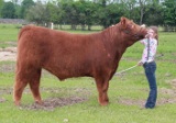 Steers - Caylee Anderson - Mid County 4-H