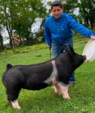 Swine - Bradley Guerra - Tarkington Jr FFA