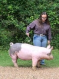 Swine - Gianna Kirchner - Tarkington FFA