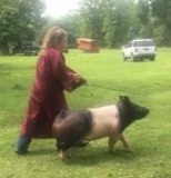 Swine -Jenna Wolcik - Tarkington FFA
