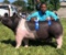Market Swine - Derrick Newell - Westfield FFA