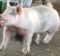 Market Swine - Joshue Cenobio - Westfield FFA