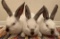 Pen of 3 Rabbits - Miranda Rivera - Dekaney FFA