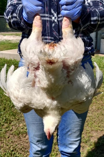 Single Broiler - Sierra Lewis - Wunsche FFA