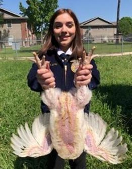 Single Broiler - Liz Lara - Westfield FFA