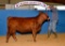 Halter Heifers - Gracie Reyes - Beef Club