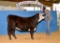 Halter Heifers - Joeli Hardy - Beef Club