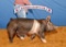 Swine - Trinitty Wallace - North Zulch 4-H