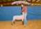 Sheep - Kenzie Ann Brock - Lamb & Goat Club
