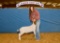 Goat - Nicholas Wiedecker - North Zulch 4-H