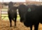 Penned Heifers - Karlee Williamson - Beef Club