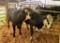 Penned Heifers - Cash Forrest - Madisonville FFA