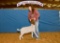 Goat - Addison Hutsen - Madisonville 4-H